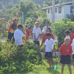 Cook Islands school student learning to grow kumara in school with their teaher grade 3 and 4