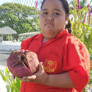 Cook Islands school student learning to grow kumara in school